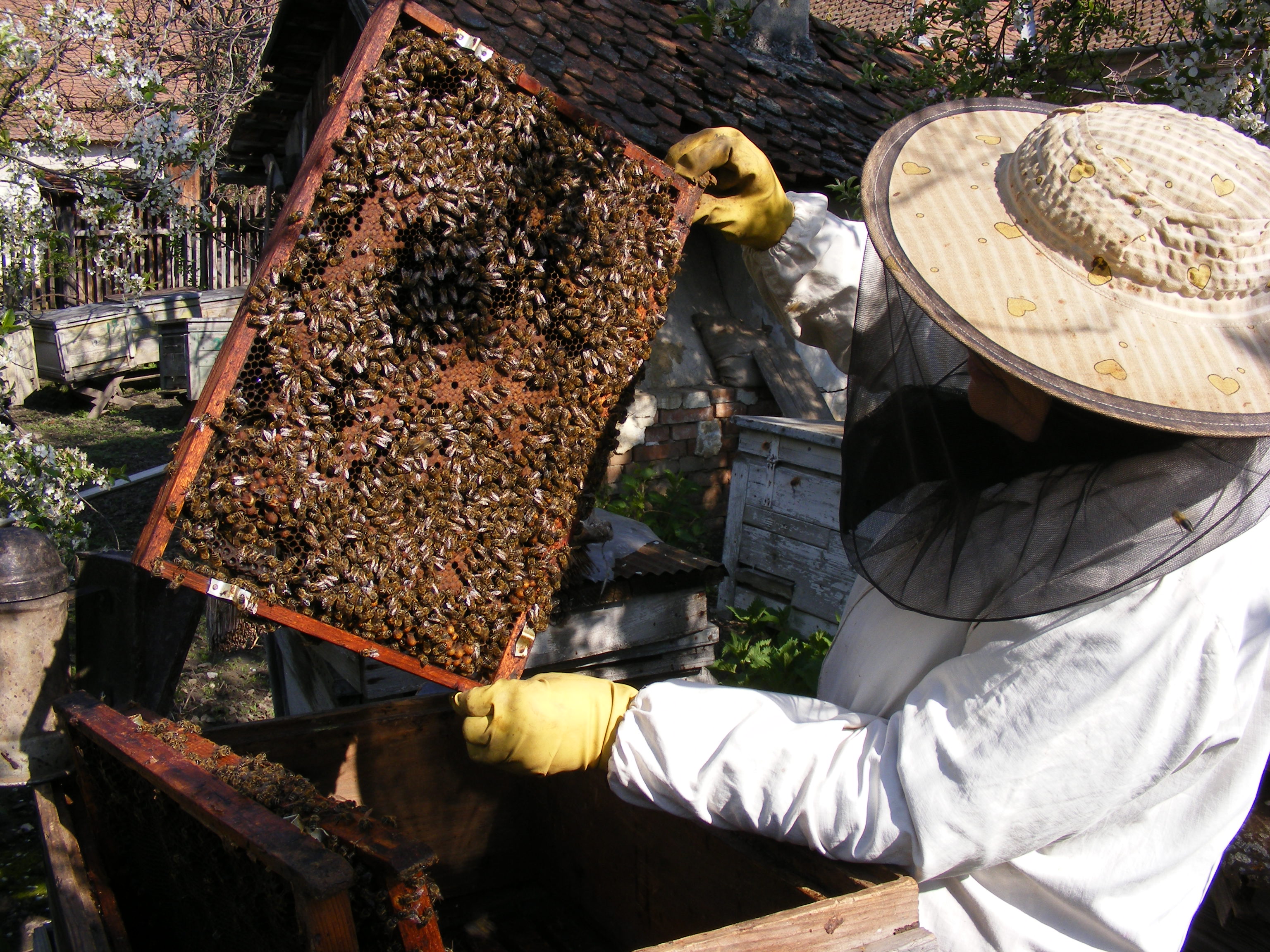 360 óra a méhészetért