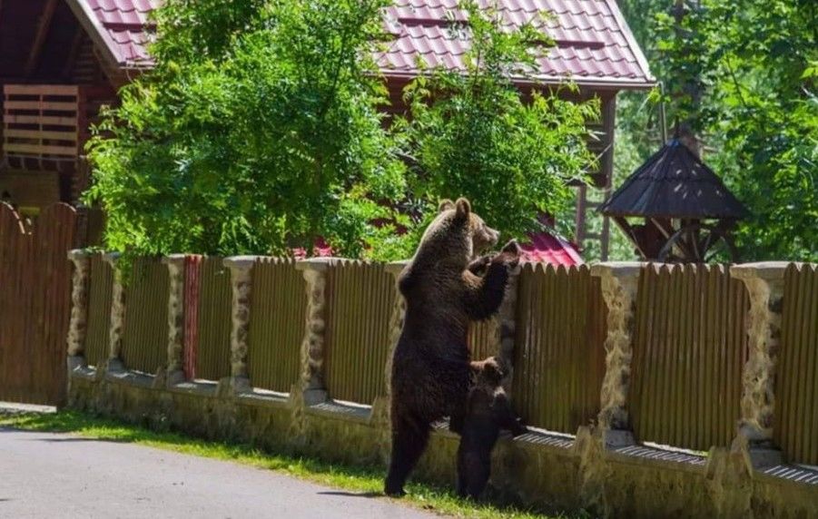 Câștig de cauză pentru Consiliul Județean Covasna în problema urșilor